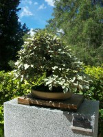 /album/danimayosinfojardin2/bonsai-eleagno-elaearnus-punges-jpg-jpg/
